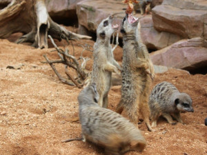 Po devíti letech má Zoo trojčata surikat