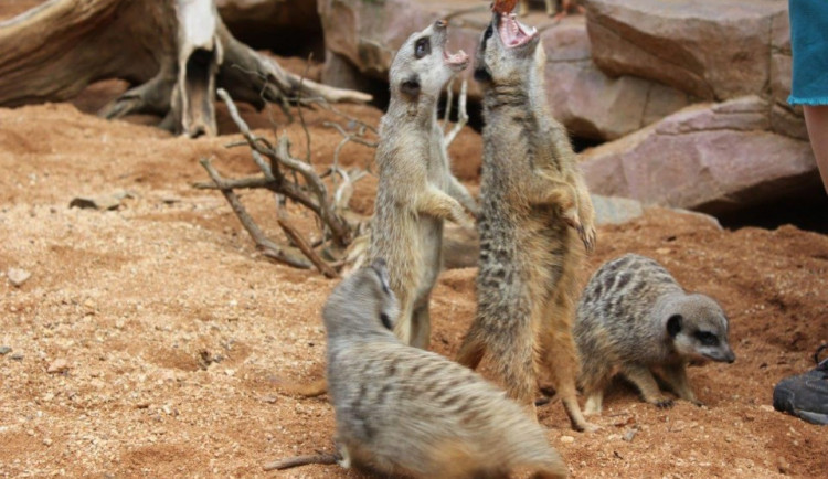 Surikaty, foto: www.zoobrno.cz