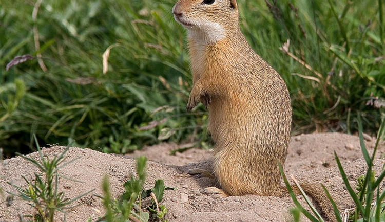 Sysel obecný, foto: studenti.cgym-kh.cz