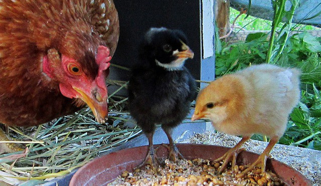 Ilustrační foto, zdroj: Pixabay.com