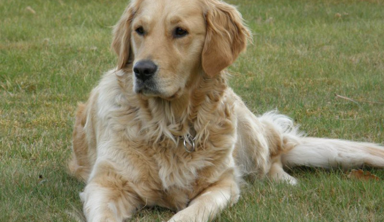 Ilustrační foto, zdroj: duskovapeta.blog.cz