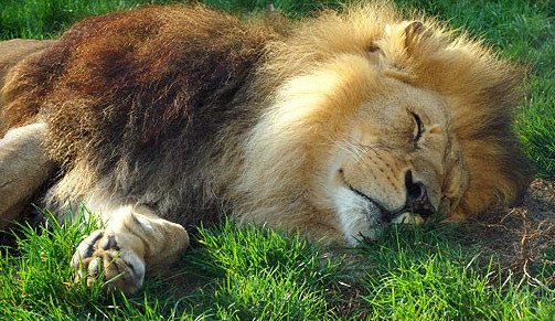 Město chce v zoo vybudovat expozici lvů