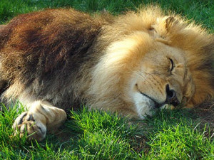 Město chce v zoo vybudovat expozici lvů