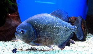 Ilustrační foto, zdroj: cs.wikipedia.org