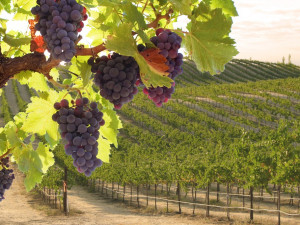 Vinaři už mají sklizeny více než dvě třetiny úrody