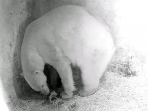 Lední medvědice Cora ze Zoo Brno přivedla na svět potomka