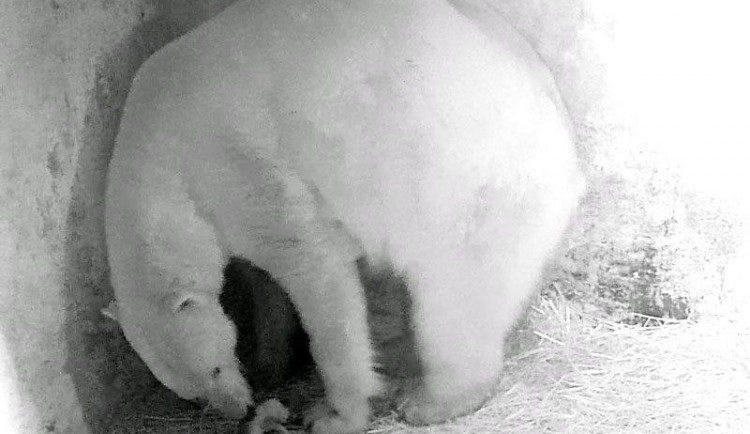 Lední medvědice Cora