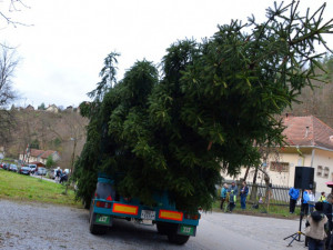 Vánoční strom přivezli z Bílovic do Brna