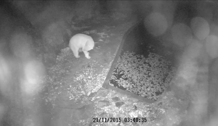 Medvědice Cora a mládě, foto: Zoo Brno