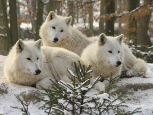 Z brněnské zoo utekl vlk arktický, byl ale pod dohledem zoologů