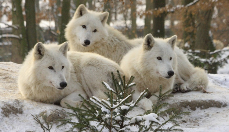 Vlk arktický, foto: Zoo Brno