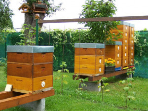Včelaři v Rosicích získají novou výukovou včelnici