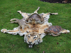 Policie zajistila na Blanensku dvě vycpané želvy a tygří kůži