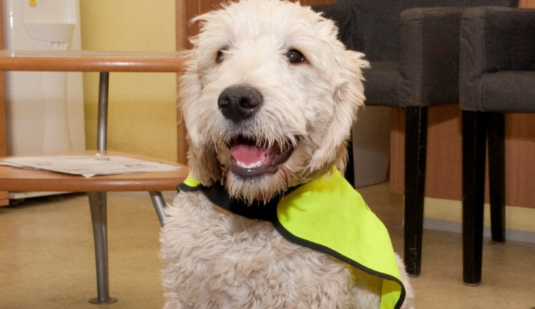 Vodící pes, foto: Brno.cz