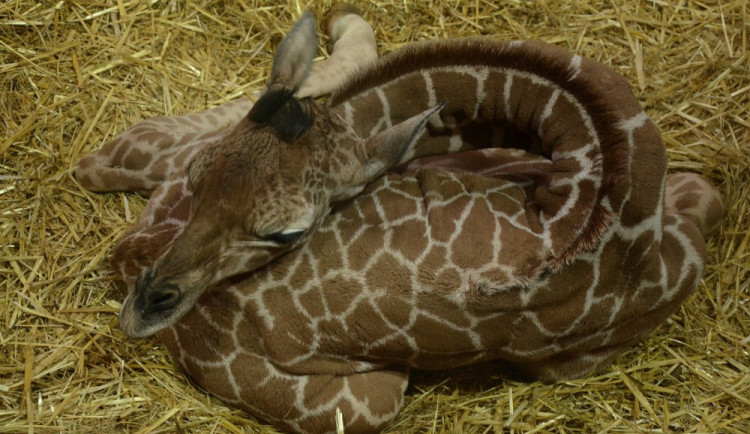 Foto: Zoo Brno