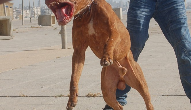 Pitbulteriér prý na sídlišti usmrtil jorkšíra, strážníci vyjížděli i k napadení psem v Komíně