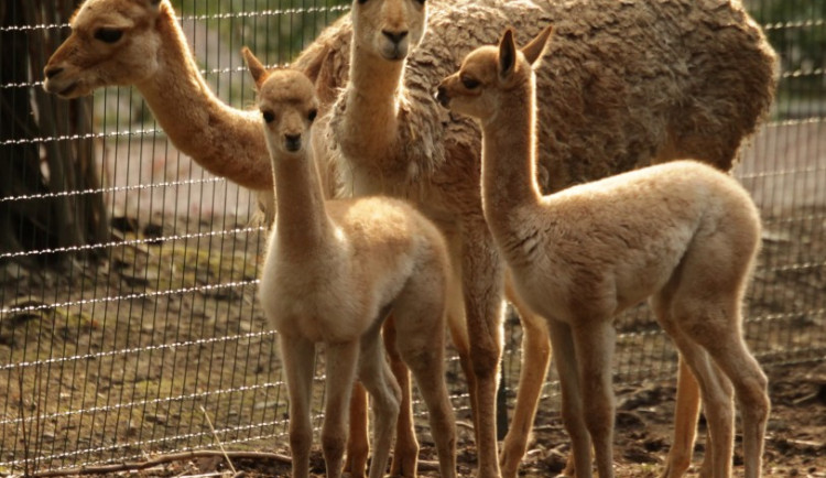 Lama Vicugna, foto: Zoo Brno