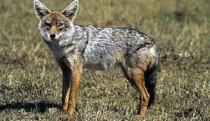 Šakal, Foto: Wikipedie