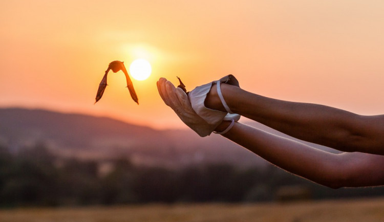 Vypuštění netopýrů, foto: Pavel Karas