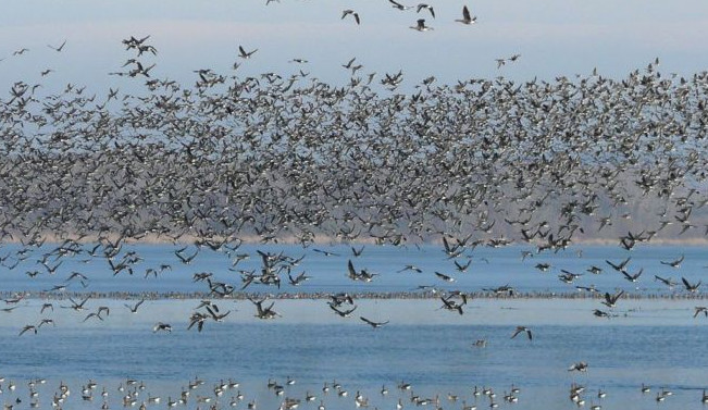 Foto: Jiří Šafránek/Moravský ornitologický spolek