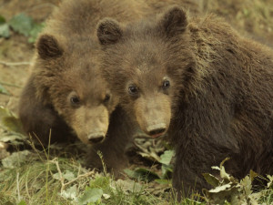 Kamčatští medvědi následují medvědy lední. Samice Kamčatka opět porodila