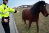 VIDEO: Splašení koně prchali dvě hodiny, nakonec vběhli do Královopolského tunelu