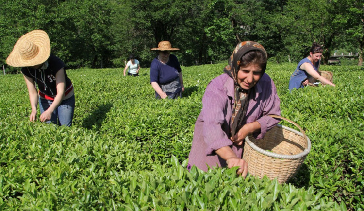 Rozvoj drobného podnikání a spolupráce mezi drobnými zemědělci v Gruzi, Foto: archiv ČvT