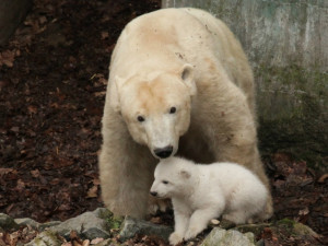 Lední medvědice Cora z Brněnské zoo již bere mládě na procházky