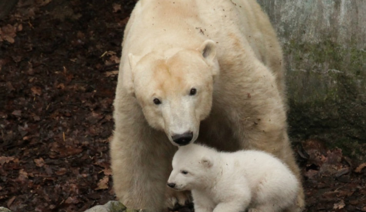 Cora a mládě, foto: Zoo Brno
