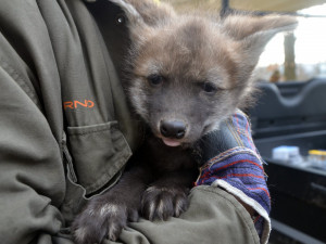 FOTO: V Zoo se narodila první mláďata vlků hřivnatých