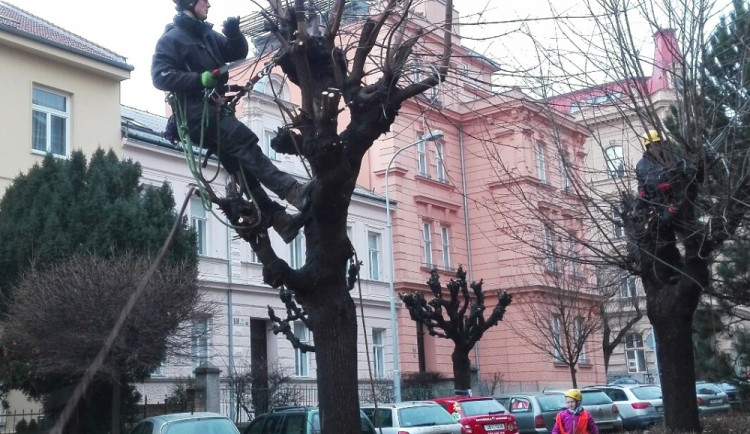 Letos bude vysazeno 400 stromů, většinou náhradou za uhynulé
