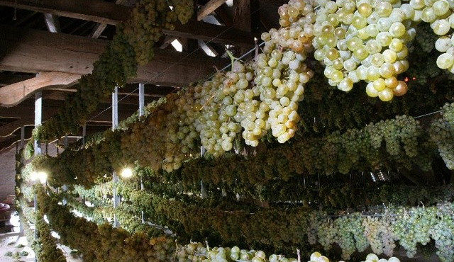 Výroba slámového vína ve Vnných sklepech Lechovice, foto: Vinné sklepy Lechovice