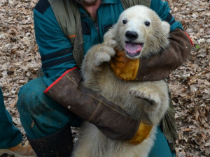 Lední medvídě ze Zoo Brno má za sebou první veterinární prohlídku