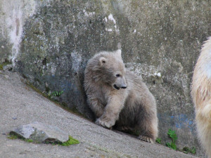 Foto: Tomáš Sláma