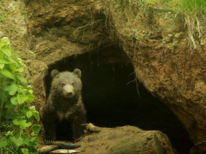Medvědice Kamčatka porodila jedno medvídě