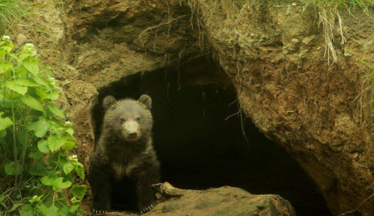 Kamčatské medvídě