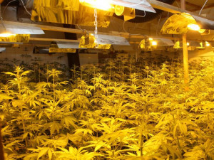 FOTO: Policisté našli v bytě přes dva tisíce rostlin konopí