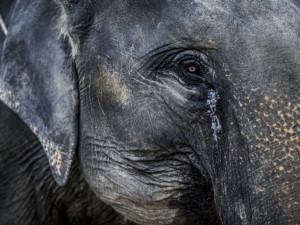 Mladí dokumentaristé z Brna jedou do Afriky natáčet o boji proti pytlákům slonů