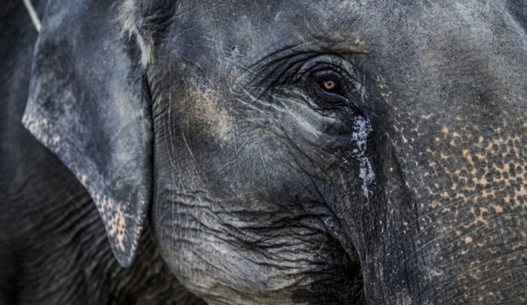 Foto: Nasser ALQATTAN