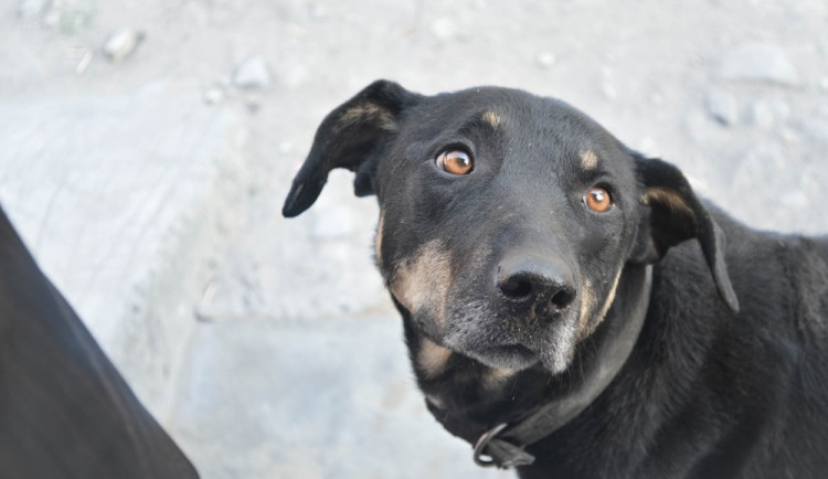 ilustrační foto, zdroj: www.pexels.com