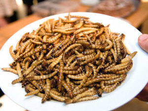 Extreme food festival: Hmyzí kuchyně i další cizokrajné pochoutky ovládnou Lužánky