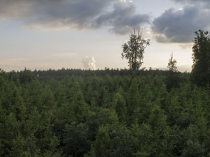 Brněnské lesy na novém webu lákají na výlety i za poznáním