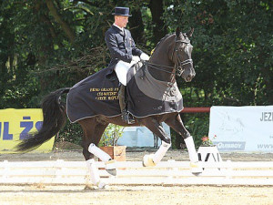 Do Světového poháru v drezuře v Brně zasáhne devadesát koní
