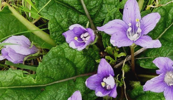 Mandragora lékařská