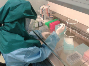Budějovicko-brněnský tým mladých vědců je na stopě léku na klíšťovou encefalitidu a Ziku