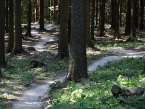 V lesích u Boskovic vzniknou stezky pro cyklisty za 10 mil. Kč