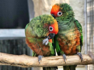V bošovické papouščí zoo se narodilo 35 mláďat, další přibudou