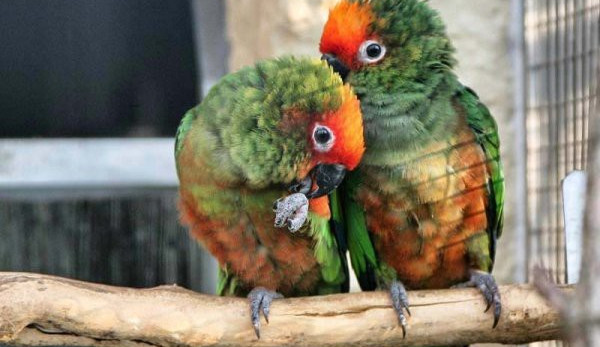 ilustrační foto, zdroj: http://www.papouscizoo.cz/