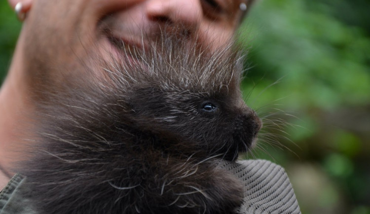 Urzon kanadský, foto: Zoo Brno