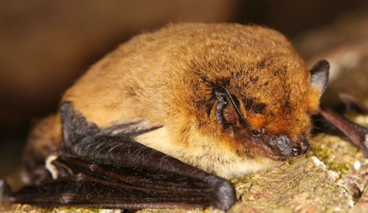 Netopýr jižní, foto: Petr Šrámek